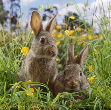 Two young European wild rabbits (Oryctolagus cuniculus) amongst Buttercups in a field